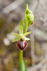 Ophrys sphegodes
