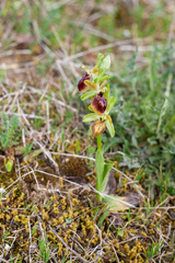Ophrys sphegodes