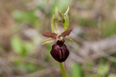 Ophrys sphegodes
