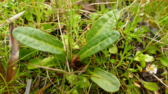 Rumex neglectus