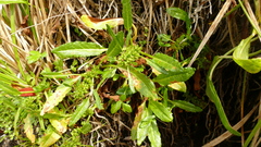 Rumex neglectus
