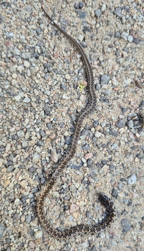 Almaden Ground Snake