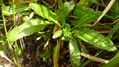 Rumex neglectus