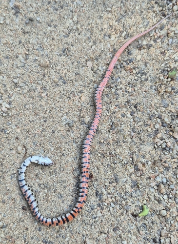 Almaden Ground Snake