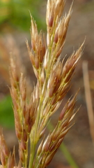 Agrostis magellanica
