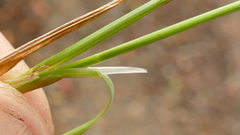 Agrostis magellanica