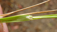 Agrostis magellanica
