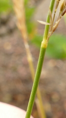 Agrostis magellanica