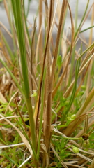 Agrostis magellanica