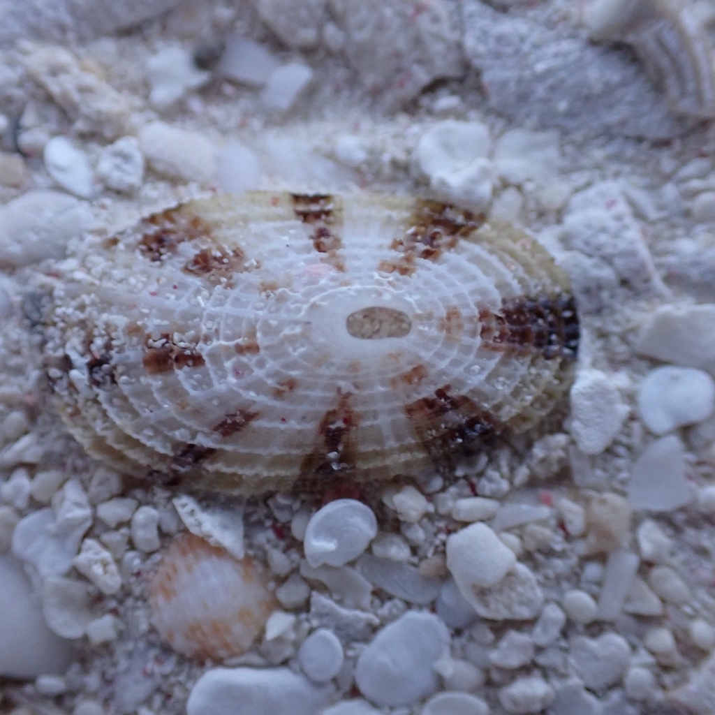 shield fleshy limpet