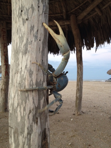 Blue Land Crab, photo 4 of 8