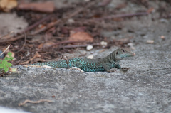 Pholidoscelis plei
