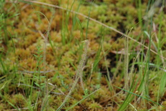 Drosera filiformis