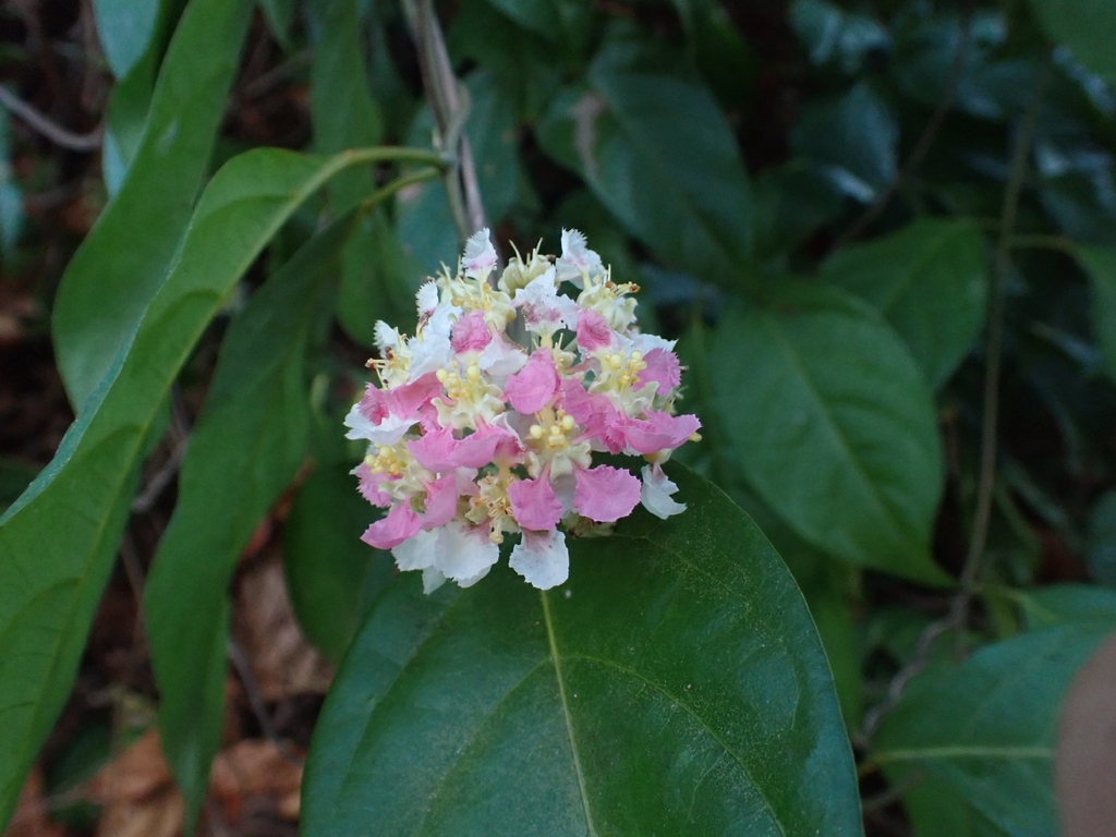 Banisteriopsis caapi; photograph (c) Kurt Miller, some rights reserved (CC BY-SA)
