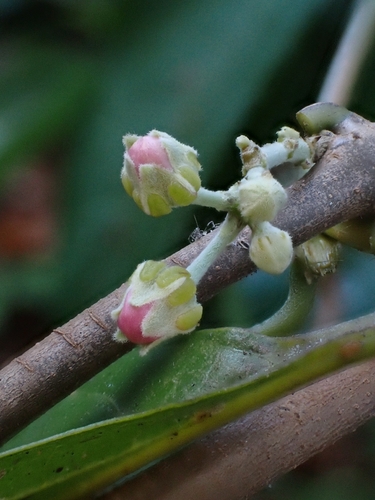 Banisteriopsis caapi, photograph 2
