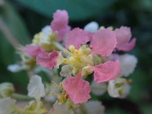 Banisteriopsis caapi, photograph 3