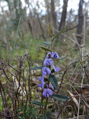 Hovea heterophylla