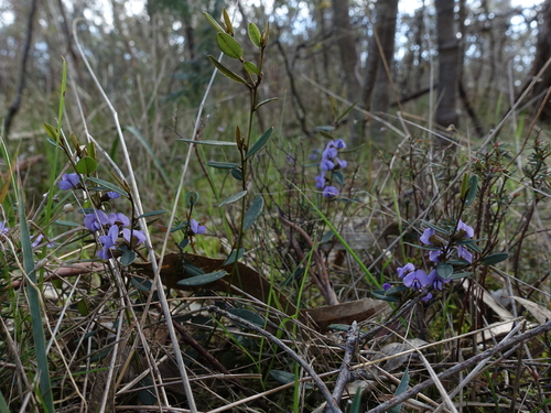 Hovea heterophylla, photograph 1