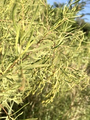 Acanthostyles buniifolius