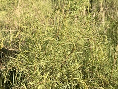 Acanthostyles buniifolius