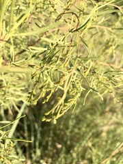Acanthostyles buniifolius