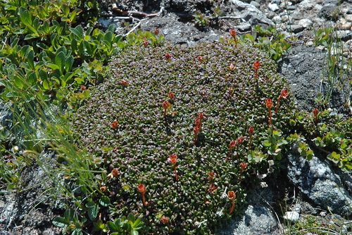 Diapensia lapponica legacy iNaturalist observation