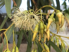 Eucalyptus occidentalis