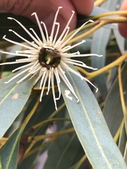 Eucalyptus occidentalis