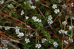 Pyxidanthera barbulata