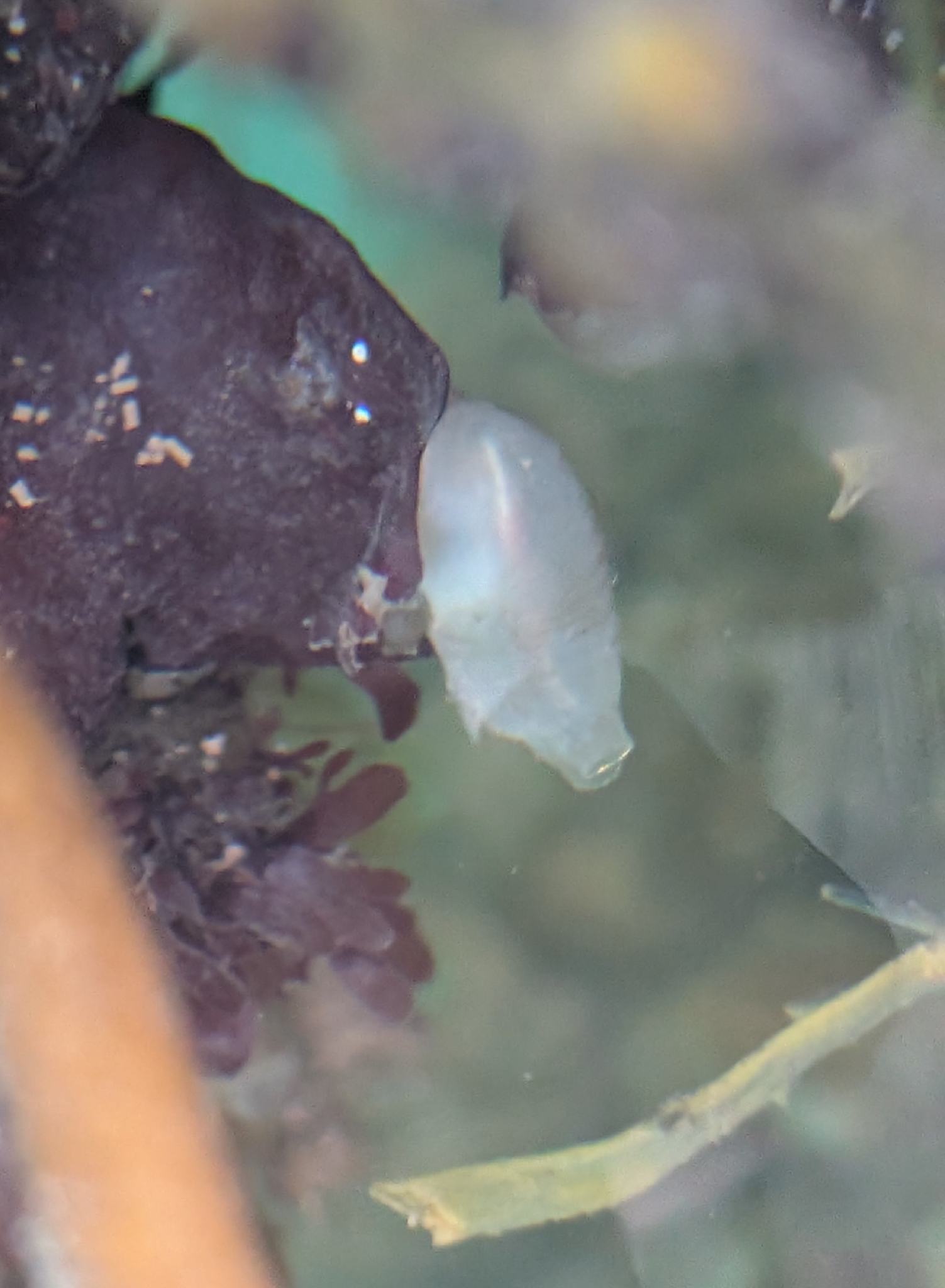Ciona intestinalis (Linnaeus, 1767)