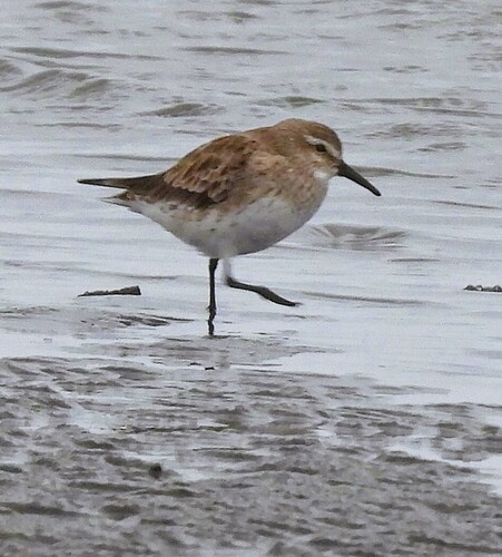 White-rumped Sandpiper (Calidris fuscicollis), photo 5