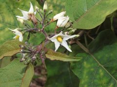 Solanum torvum