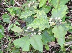 Solanum torvum