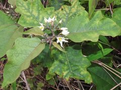 Solanum torvum