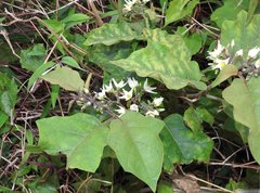 Solanum torvum