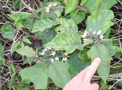 Solanum torvum