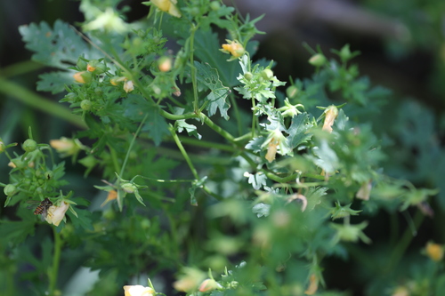 Modiolastrum malvifolium, photograph 1