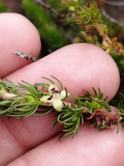 Cliffortia subsetacea