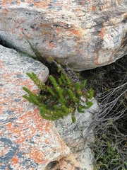 Cliffortia subsetacea