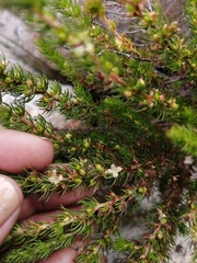 Cliffortia subsetacea