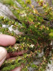 Cliffortia subsetacea