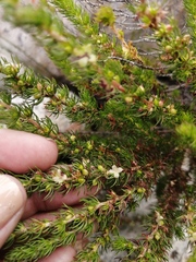 Cliffortia subsetacea