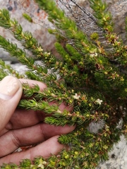 Cliffortia subsetacea