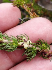 Cliffortia subsetacea