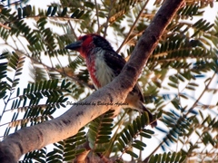 Lybius vieilloti