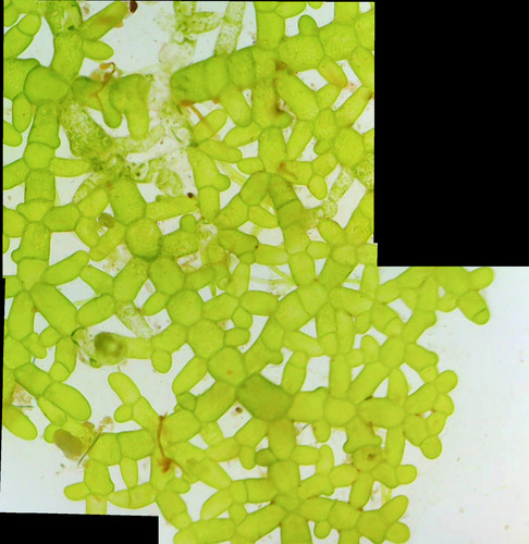 Microdictyon setchellianum observed 2026-01-13