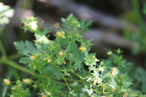 Modiolastrum malvifolium, photograph 2