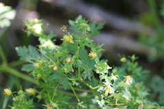 Modiolastrum malvifolium, photograph (c) Andrea Gantzer, some rights reserved (CC BY)