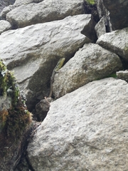 Stenocercus crassicaudatus