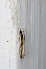 Erechthias stilbella